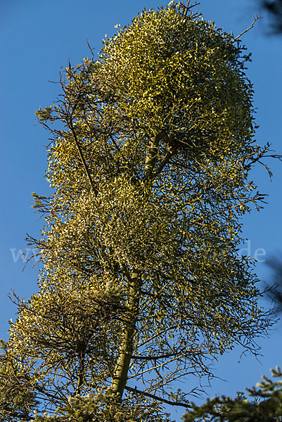 Tannen-Mistel (Viscum album subsp. abietis)