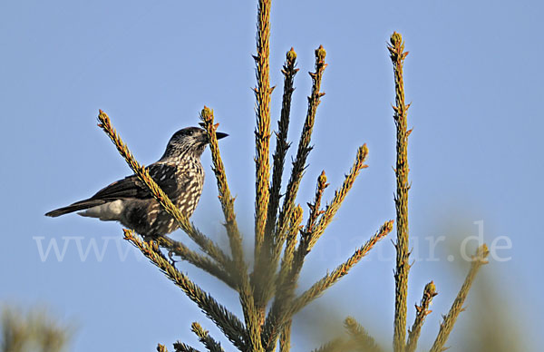 Tannenhäher (Nucifraga caryocatactes)