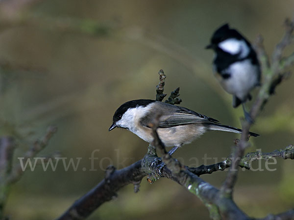 Tannenmeise (Parus ater)