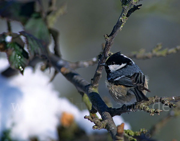 Tannenmeise (Parus ater)