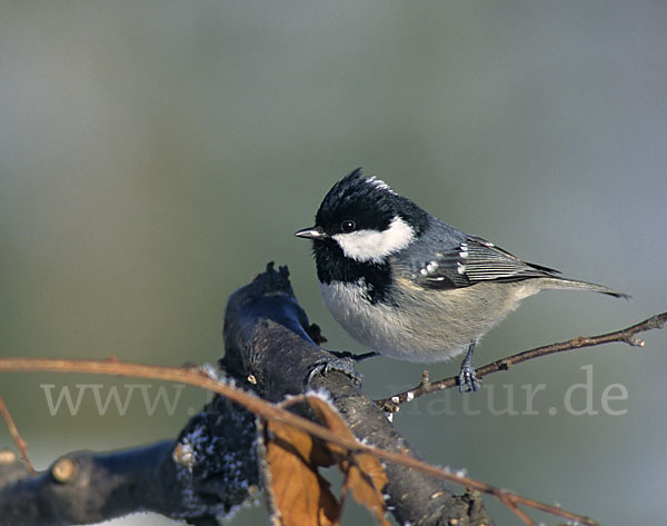 Tannenmeise (Parus ater)