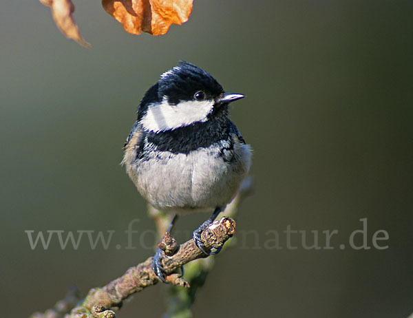 Tannenmeise (Parus ater)