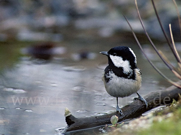 Tannenmeise (Parus ater)