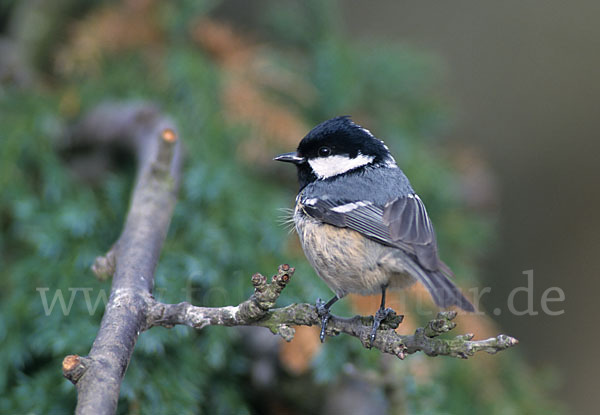 Tannenmeise (Parus ater)