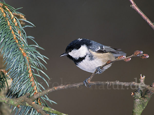 Tannenmeise (Parus ater)