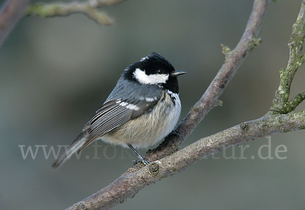 Tannenmeise (Parus ater)