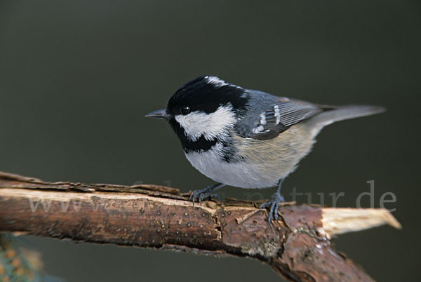 Tannenmeise (Parus ater)