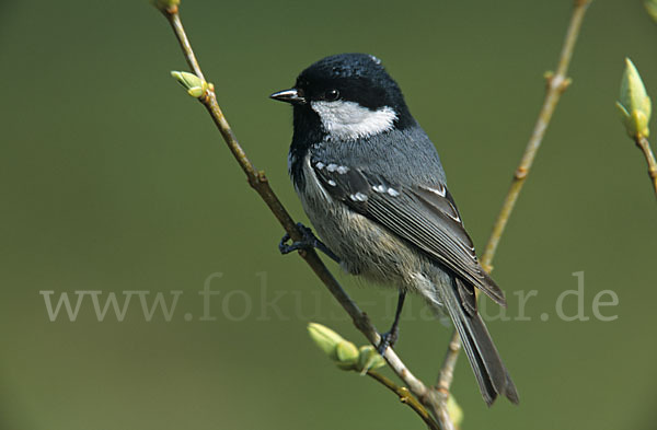 Tannenmeise (Parus ater)