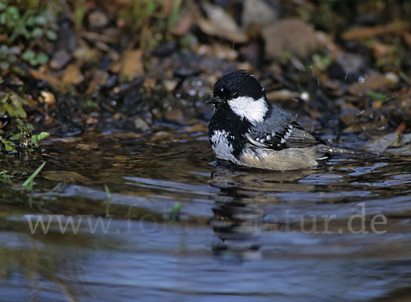 Tannenmeise (Parus ater)