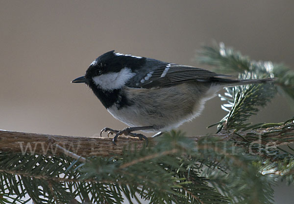 Tannenmeise (Parus ater)