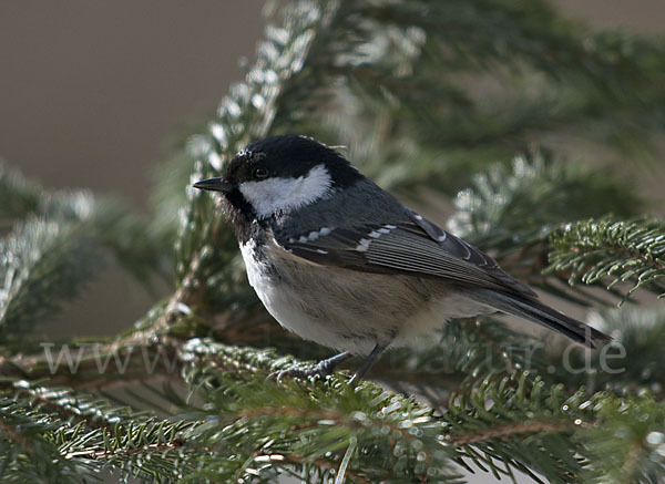 Tannenmeise (Parus ater)