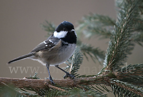 Tannenmeise (Parus ater)