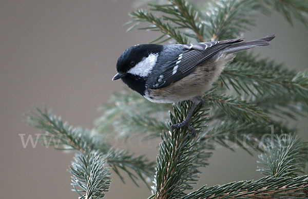 Tannenmeise (Parus ater)