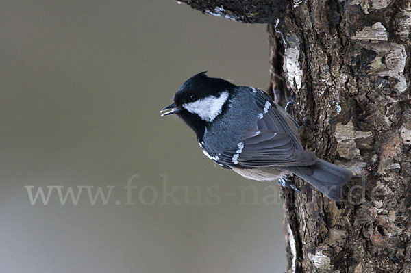 Tannenmeise (Parus ater)