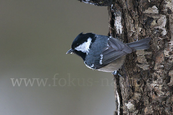 Tannenmeise (Parus ater)