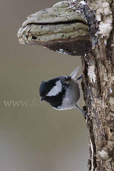 Tannenmeise (Parus ater)