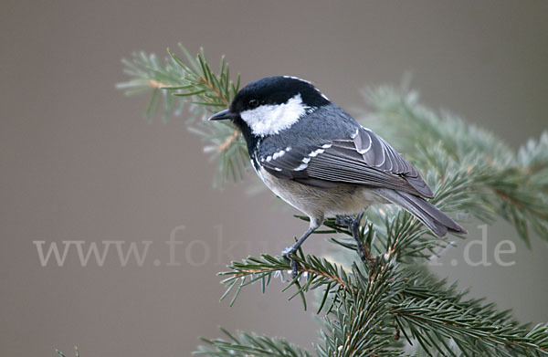 Tannenmeise (Parus ater)