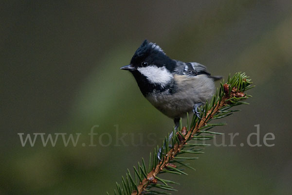 Tannenmeise (Parus ater)