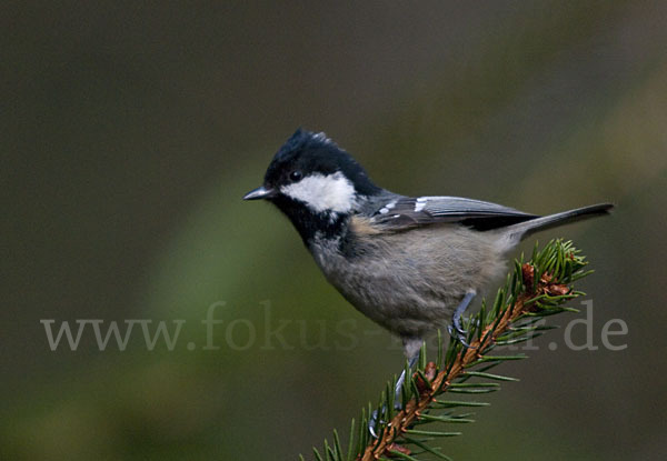 Tannenmeise (Parus ater)