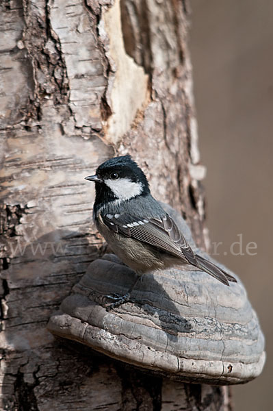 Tannenmeise (Parus ater)