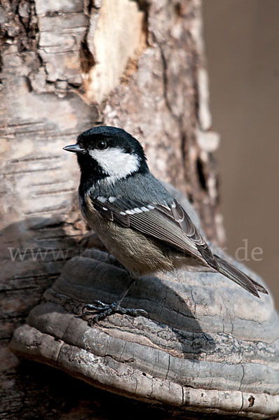 Tannenmeise (Parus ater)