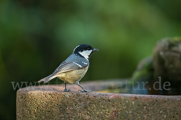 Tannenmeise (Parus ater)