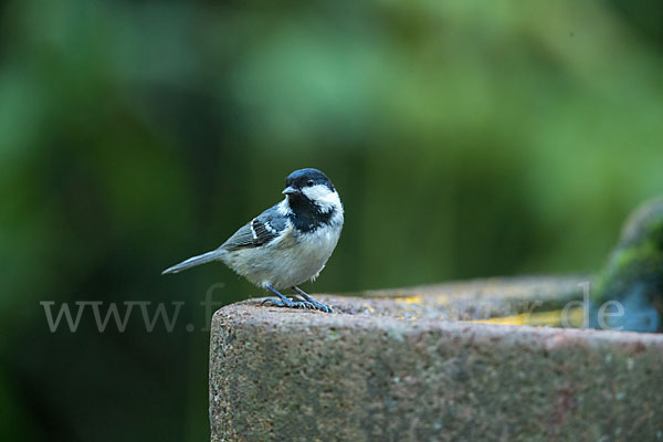 Tannenmeise (Parus ater)