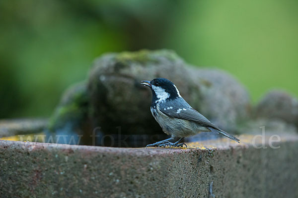 Tannenmeise (Parus ater)