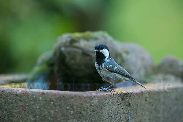 Tannenmeise (Parus ater)