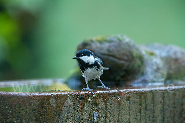 Tannenmeise (Parus ater)