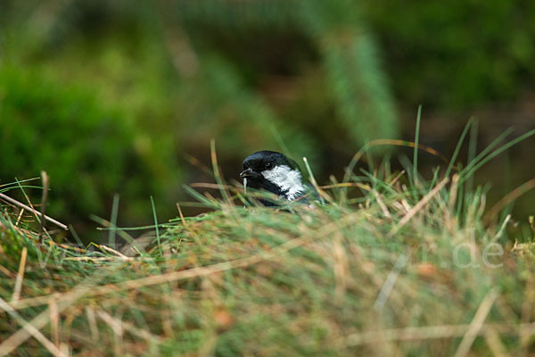 Tannenmeise (Parus ater)