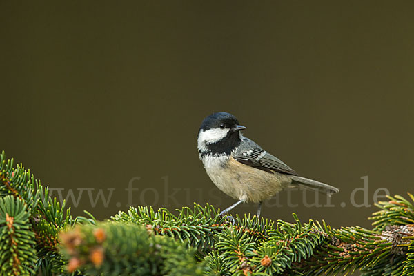 Tannenmeise (Parus ater)