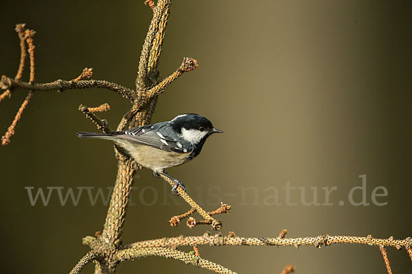 Tannenmeise (Parus ater)