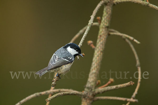 Tannenmeise (Parus ater)