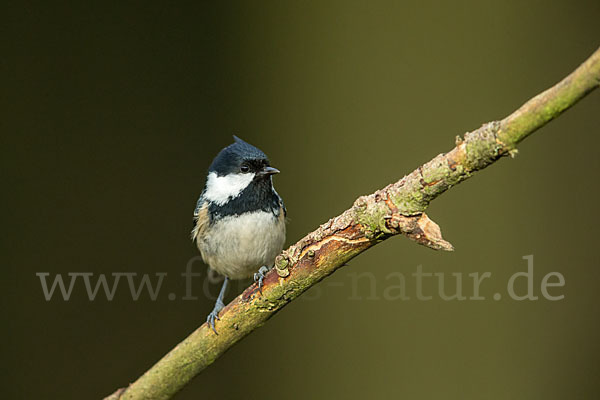 Tannenmeise (Parus ater)