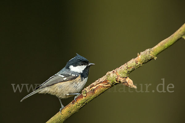 Tannenmeise (Parus ater)