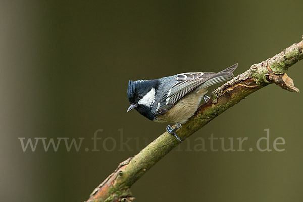 Tannenmeise (Parus ater)