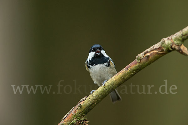 Tannenmeise (Parus ater)