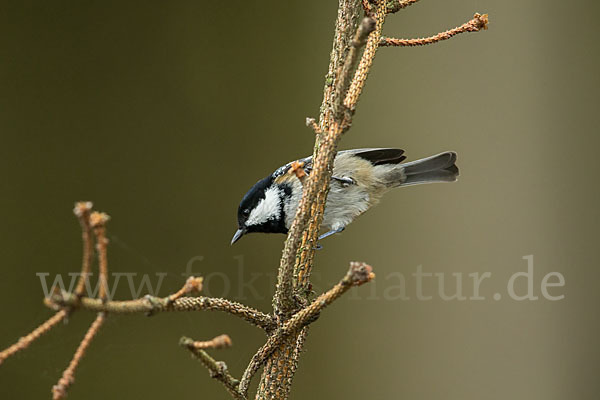 Tannenmeise (Parus ater)