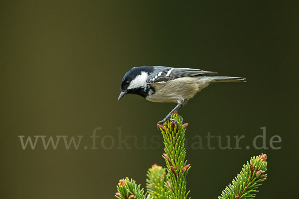 Tannenmeise (Parus ater)