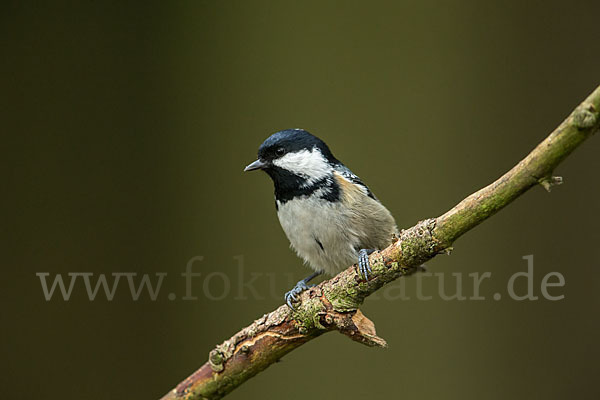 Tannenmeise (Parus ater)