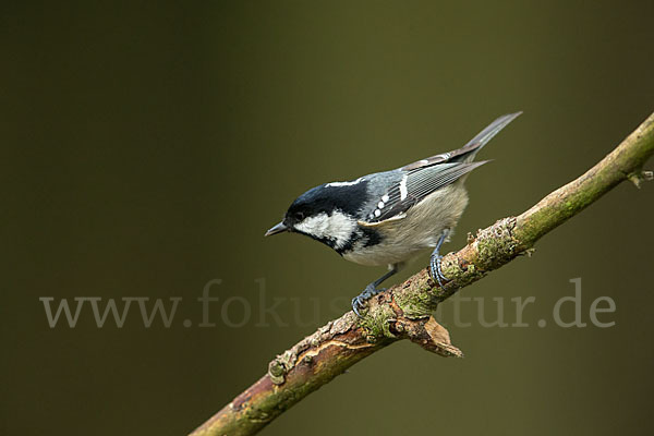 Tannenmeise (Parus ater)