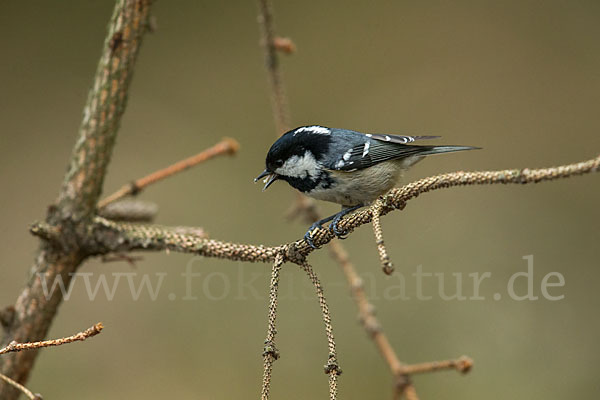 Tannenmeise (Parus ater)