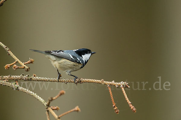 Tannenmeise (Parus ater)