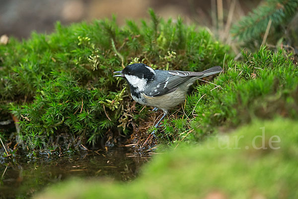 Tannenmeise (Parus ater)