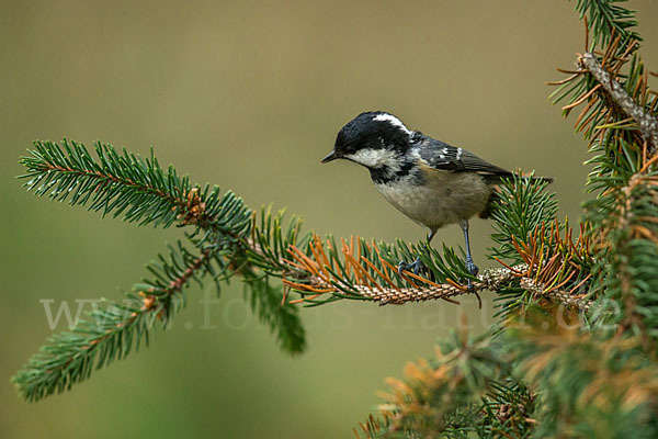 Tannenmeise (Parus ater)