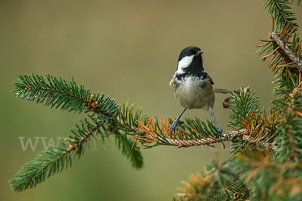 Tannenmeise (Parus ater)