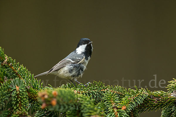 Tannenmeise (Parus ater)