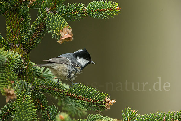 Tannenmeise (Parus ater)