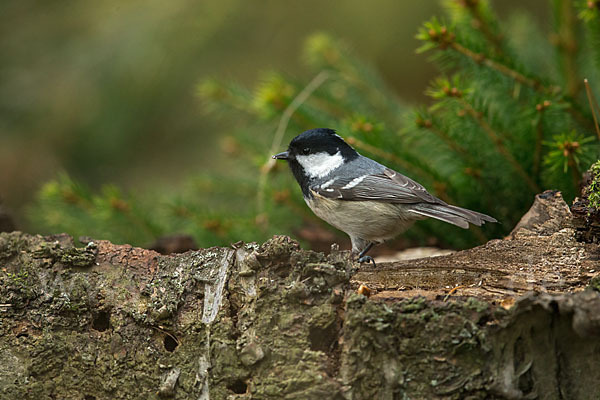 Tannenmeise (Parus ater)